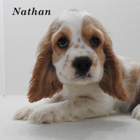 puppy, for, sale, Cocker Spaniel, Joe & Cherri  Overlease, dog, breeder, Miller, MO, dog-breeder, puppy-for-sale, forsale, nearby, find, puppyfind, locator, puppylocator, aca